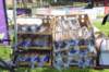dsc_0005_small.jpg